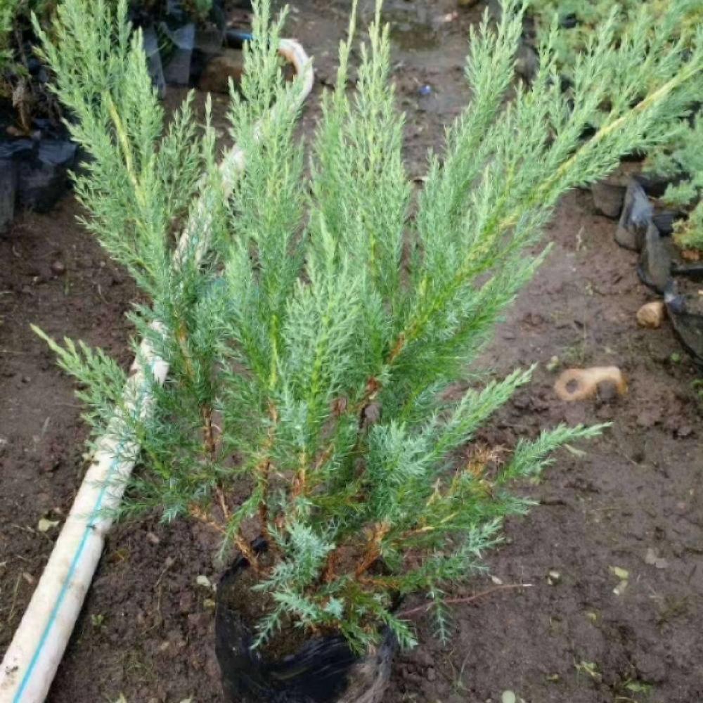  沙地柏杯苗 爬地柏 铺地柏 彦涛苗圃