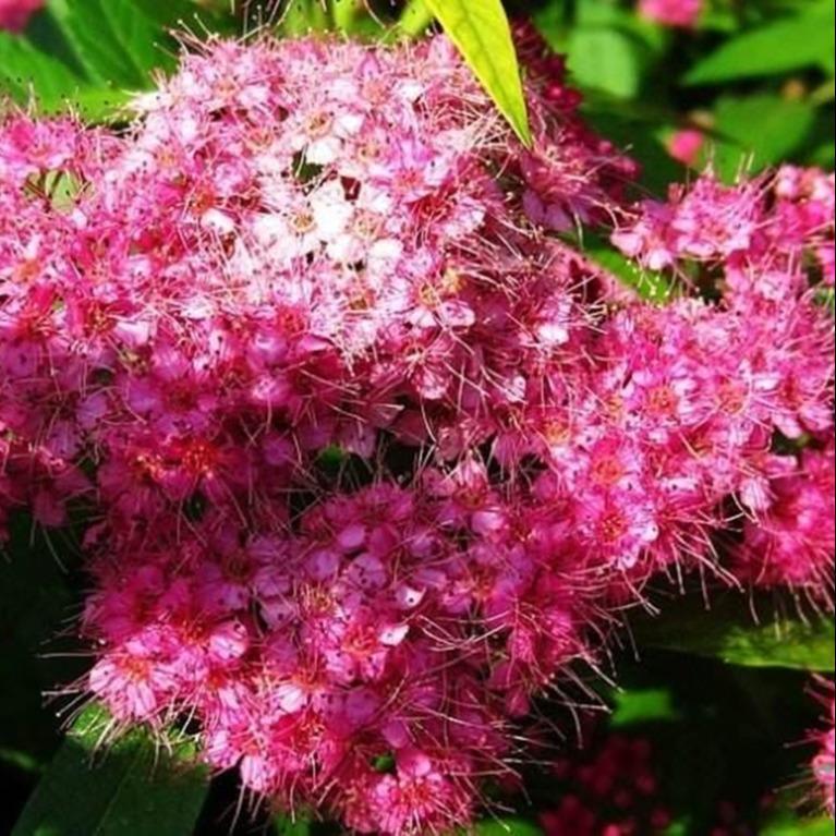 金焰绣线菊价格 彦涛苗圃供应 金焰绣线菊价格 耐旱植物 