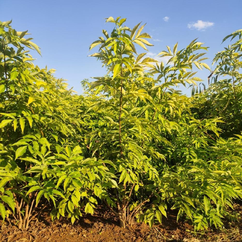 接骨木树苗 3-5分枝 金叶接骨木价格 耐寒花灌木 彦涛苗圃  2022春季出售 