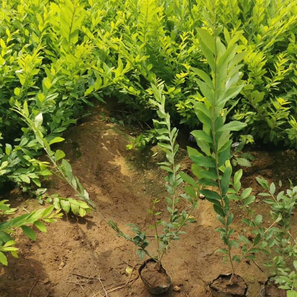 金叶水蜡价格 水蜡小苗价格 绿化小苗 高度20-40厘米  全国包邮彦涛苗圃 厂家直销 