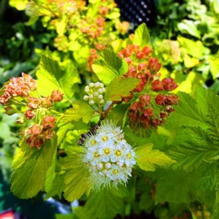 金叶风箱果基地批发 彦涛苗圃 彩叶花灌木 金叶风箱果价格