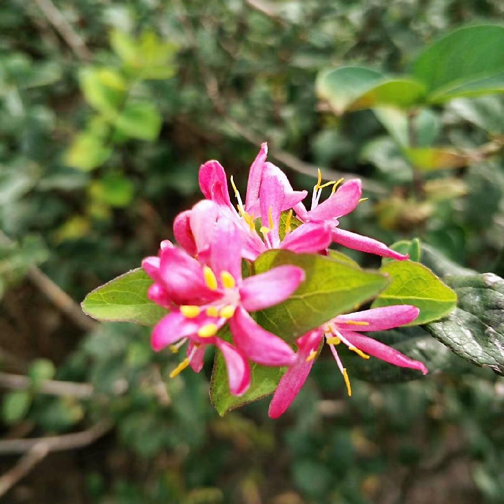 红花忍冬价格 金银忍冬 篮叶忍冬  清地价格 彦涛苗圃 2022年秋季 