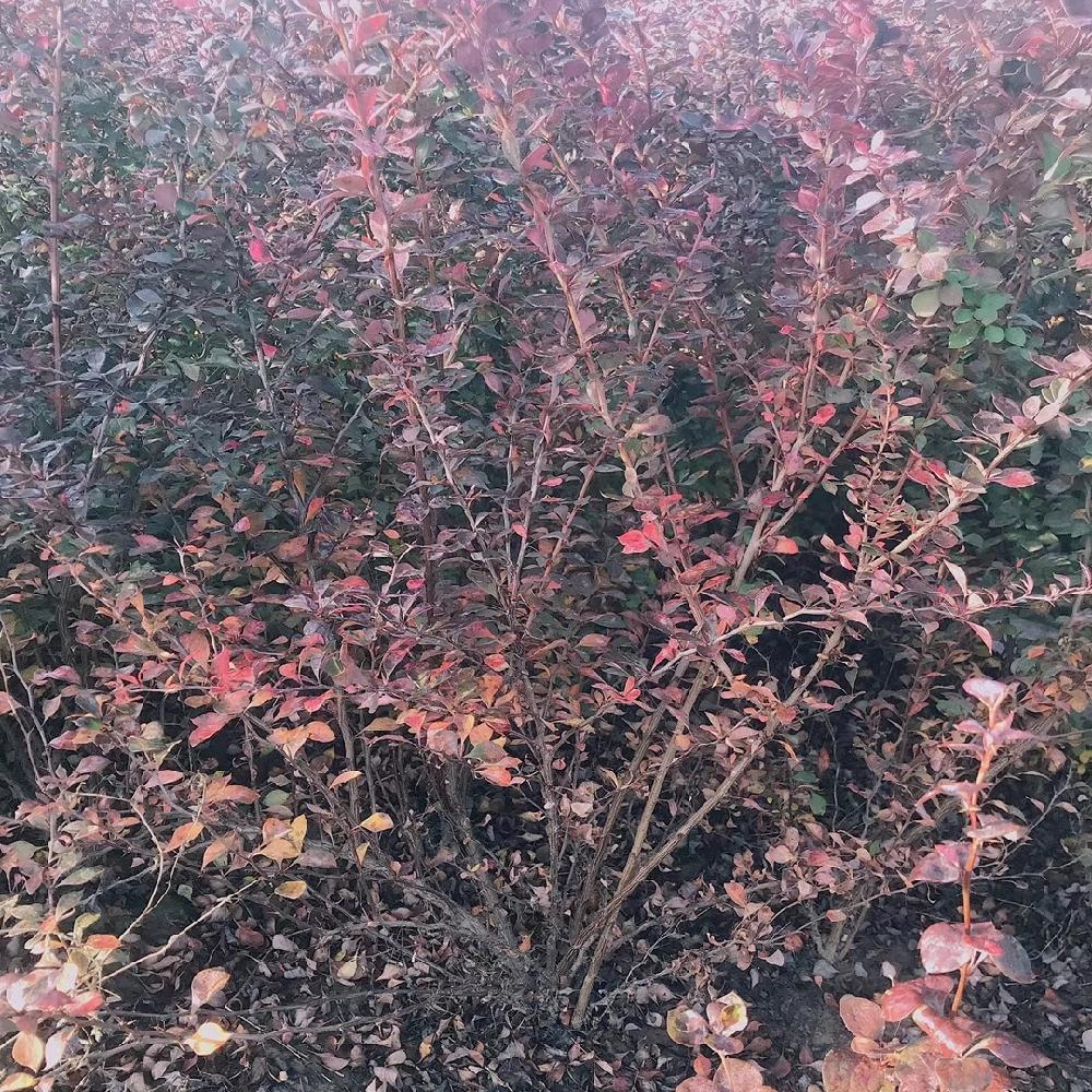 紫叶小檗价格 喜光耐旱 小区绿化色块苗 欢迎订购