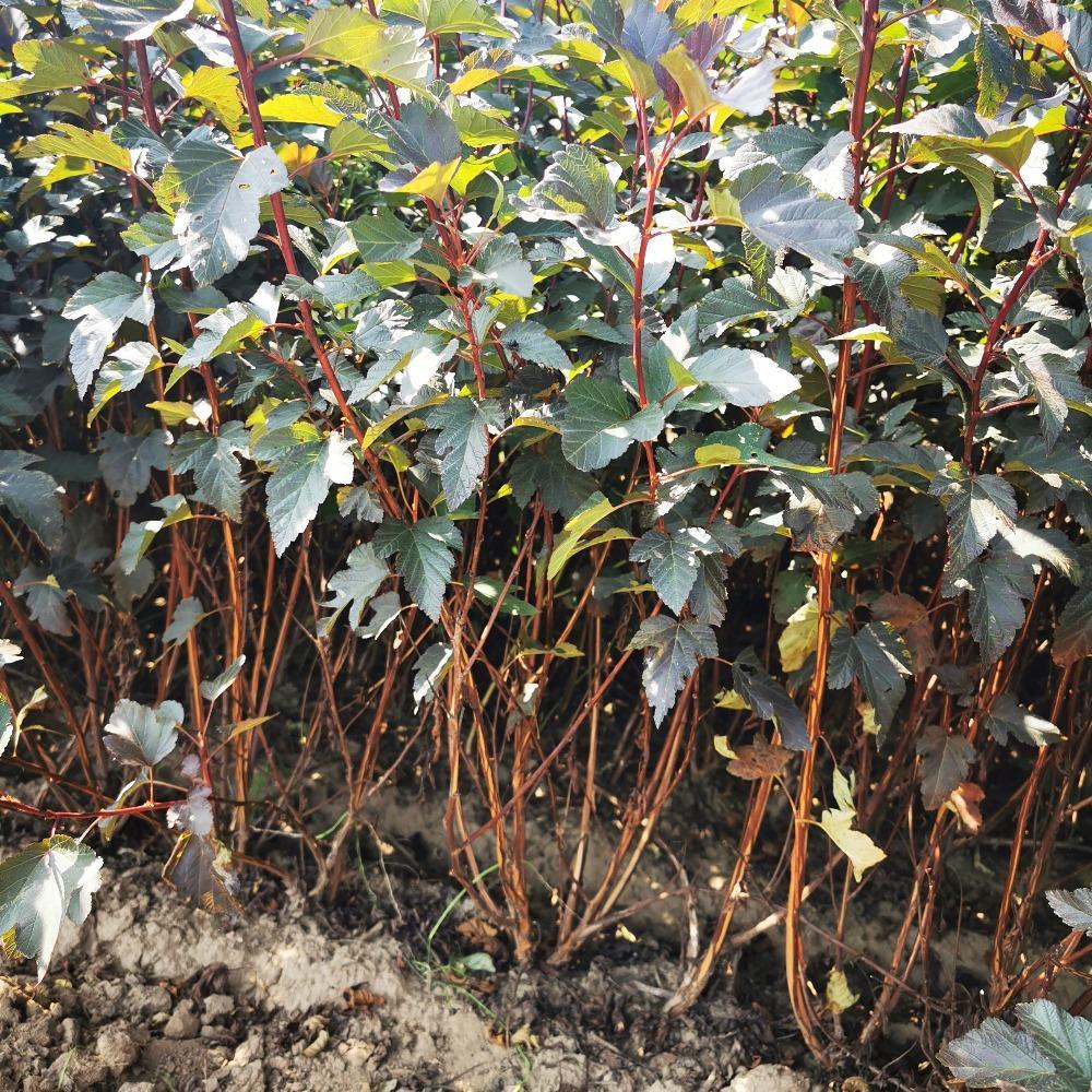 紫叶风箱果价格 丛生紫叶风箱果 2-5分枝 紫叶风箱果树苗价格