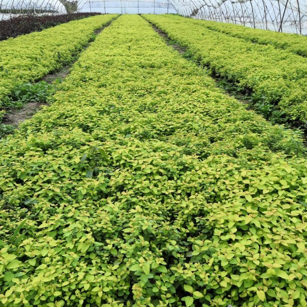 金山绣线菊苗 金山绣线菊树苗价格合理 彦涛苗圃直供 