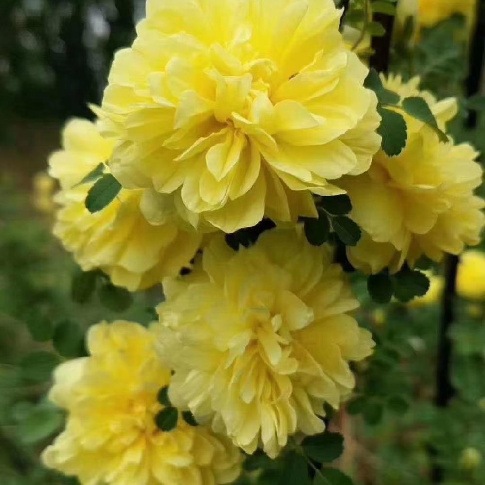 黄刺梅价格 彦涛苗圃 东北花灌木产地供应 高度80以上 黄刺梅苗木价格