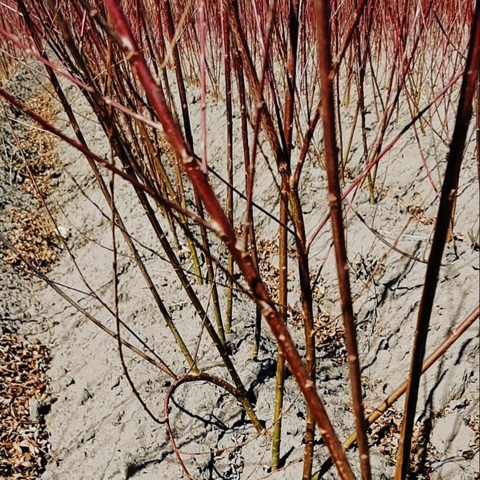  杞柳树苗 红杞柳1米以上 杞柳小苗价格 送货到场 彦涛苗圃 