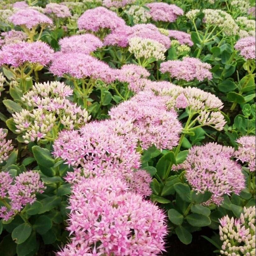  八宝景天价格 彦涛苗圃 辽宁宿根花卉基地 多年生肉质草本 大量批量