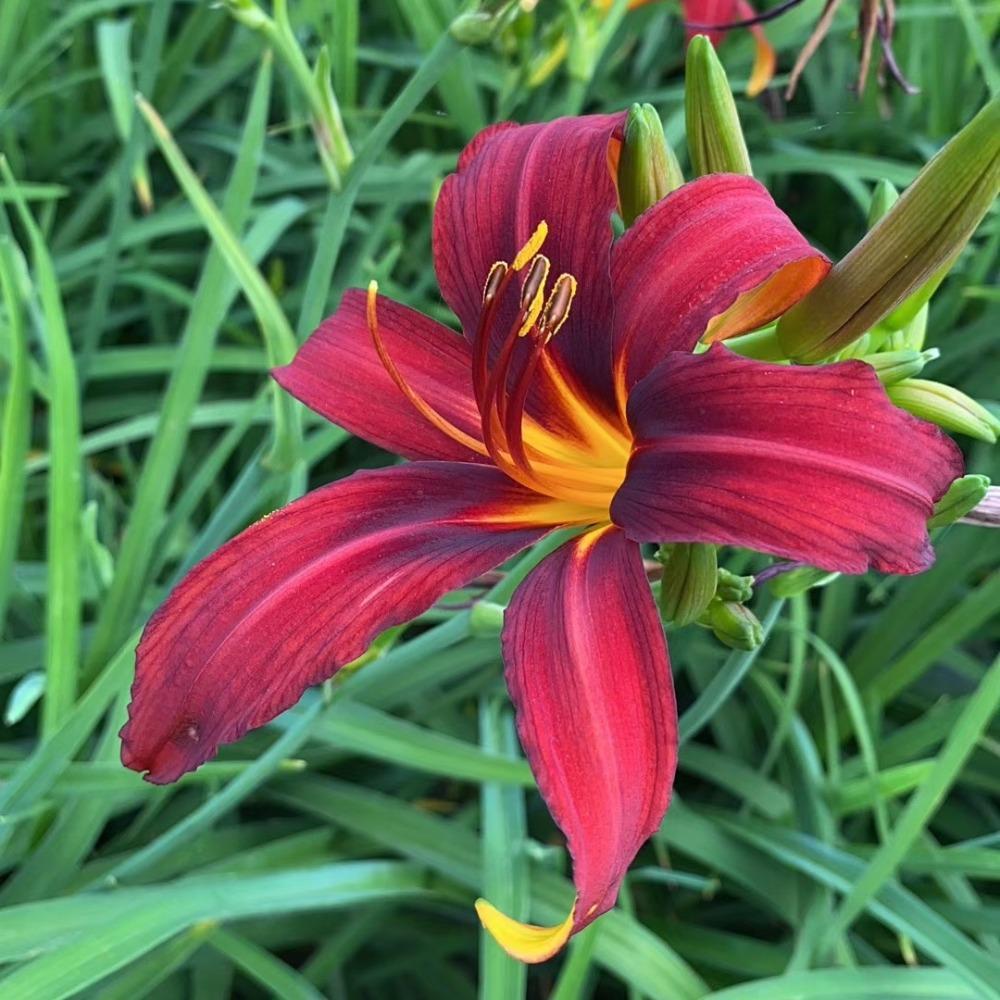  辽宁红花萱草基地 现挖现卖 红花萱草价格 彦涛苗圃 2022年花卉行情