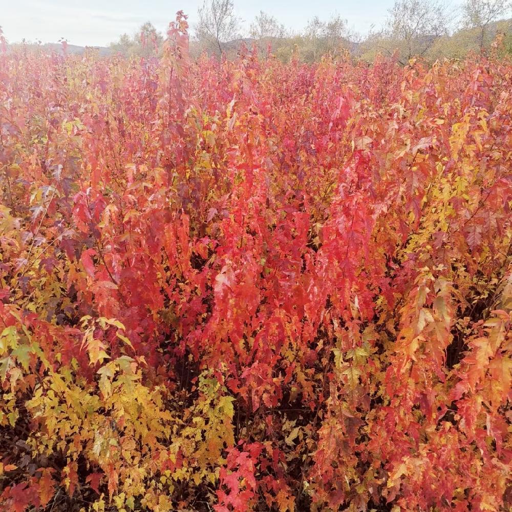 三角枫树苗 三角枫杯苗 三角枫绿篱苗 耐修剪易成活 彦涛苗圃 道路绿篱苗 