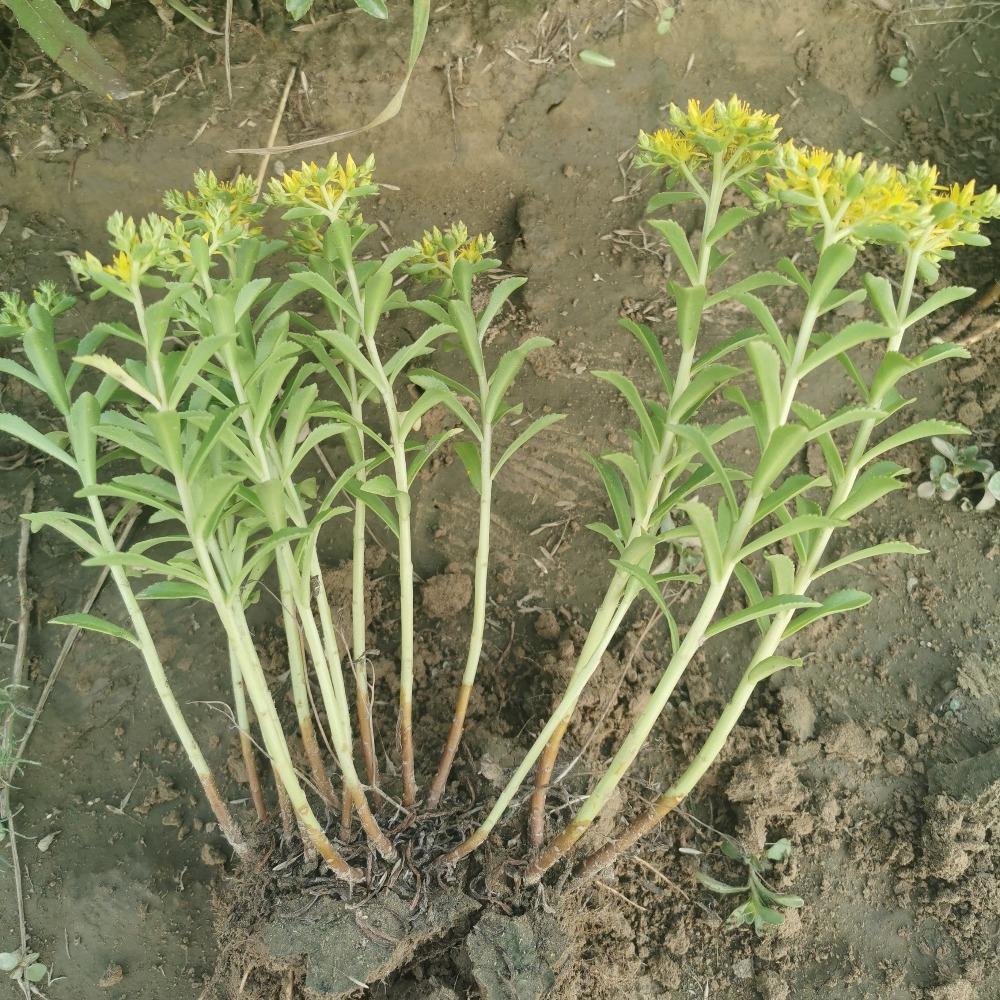 彦涛苗圃 三七景天价格 开原宿根花卉批发 三七景天苗木价格