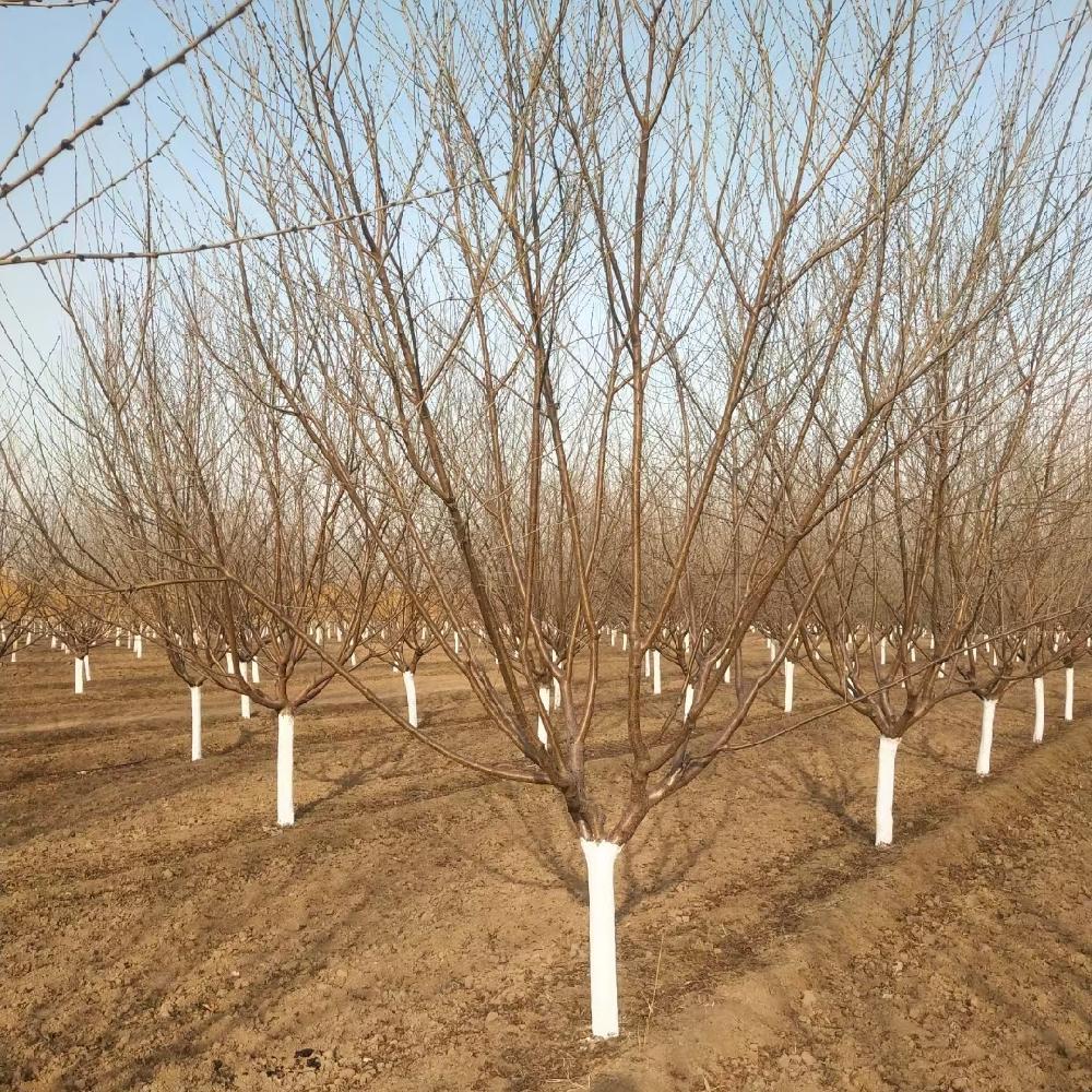  京桃树价格 地径8-10厘米 山桃树价格 大量批发 彦涛苗圃 耐盐碱乔木