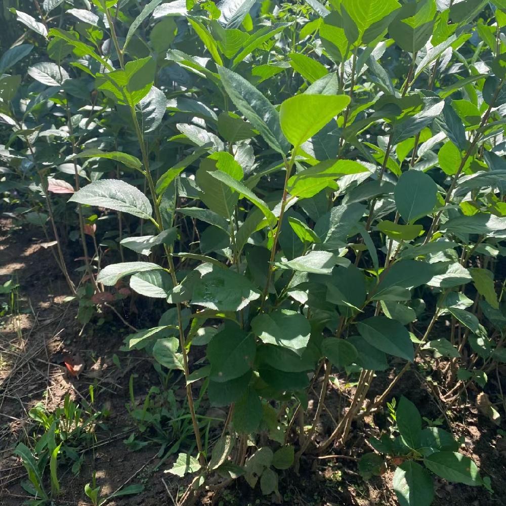  黑果花楸苗 优选种苗 嫩枝扦插 根系发达 酿酒饮品原材料 彦涛苗圃