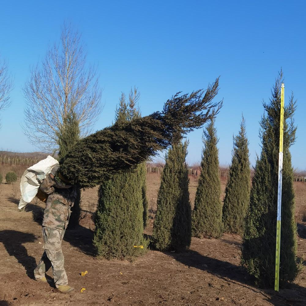  大量批发2米柏树苗 塔柏2米价格 桧柏2米 彦涛苗圃