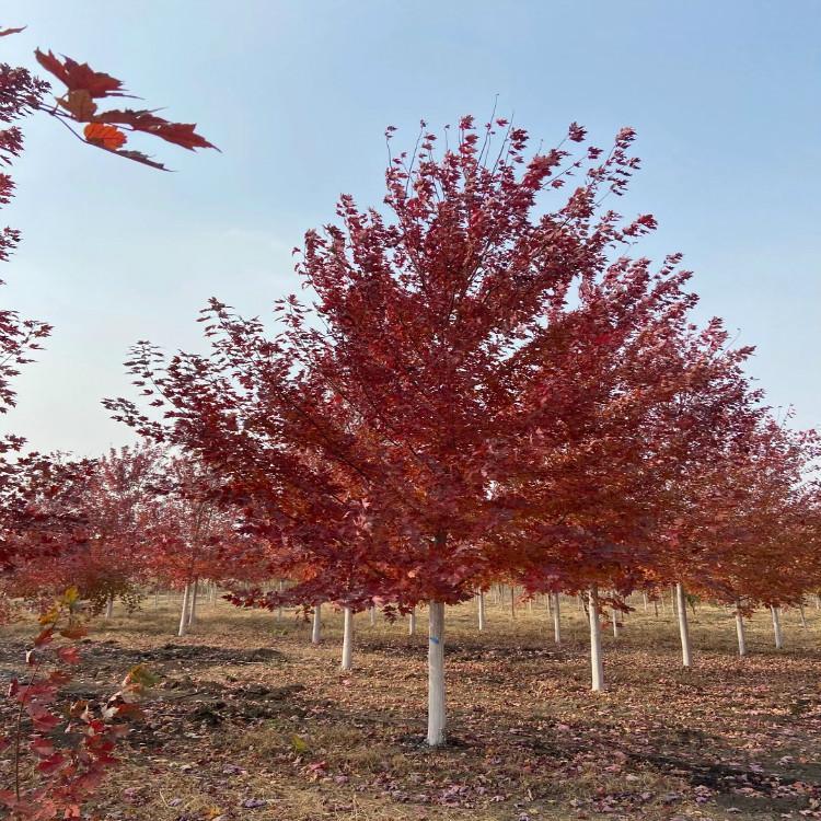  丛生美国红枫价格 耐寒美国红枫 耐寒红枫价格 彦涛苗圃
