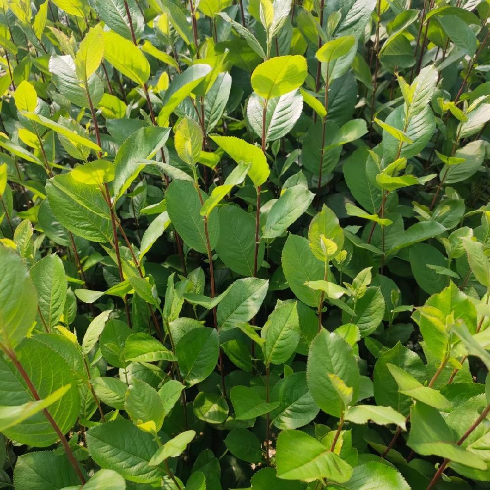  黑果花楸苗 优选种苗 嫩枝扦插 根系发达 酿酒饮品原材料 彦涛苗圃