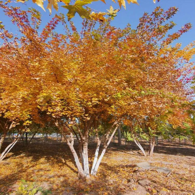 丛生元宝枫价格 5到10分枝 骨架飘逸 树型优美 别墅小区景观树 彦涛苗圃
