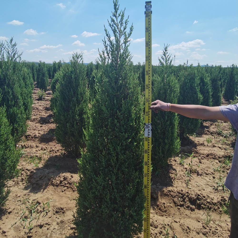  大量批发2米柏树苗 塔柏2米价格 桧柏2米 彦涛苗圃