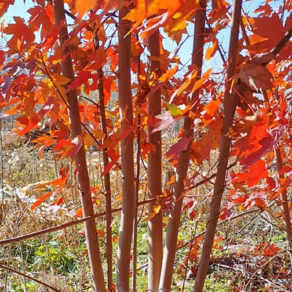  丛生美国红枫价格 耐寒美国红枫 耐寒红枫价格 彦涛苗圃