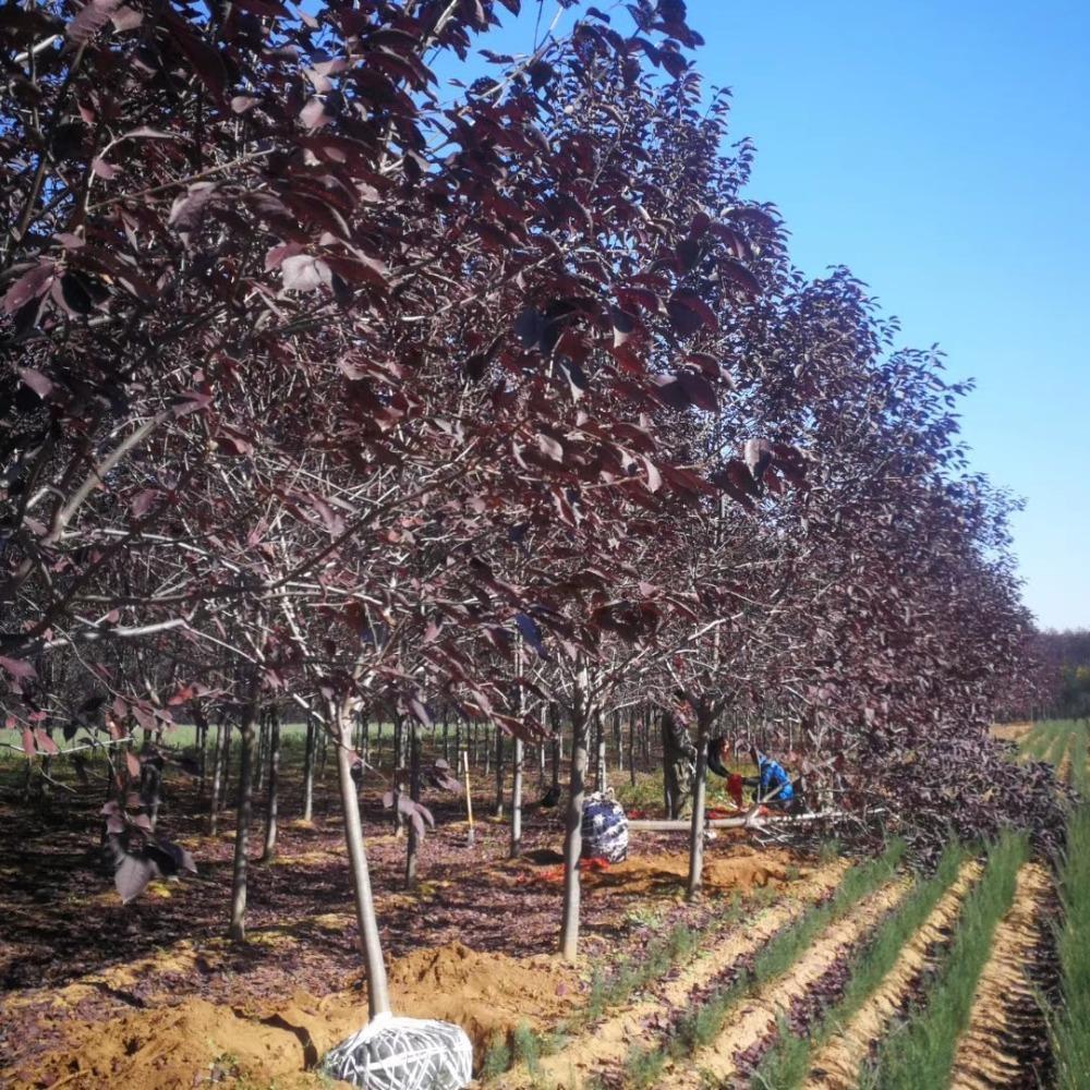  紫叶稠李树价格 行道树木 行道树苗 行道彩叶树  彦涛苗圃