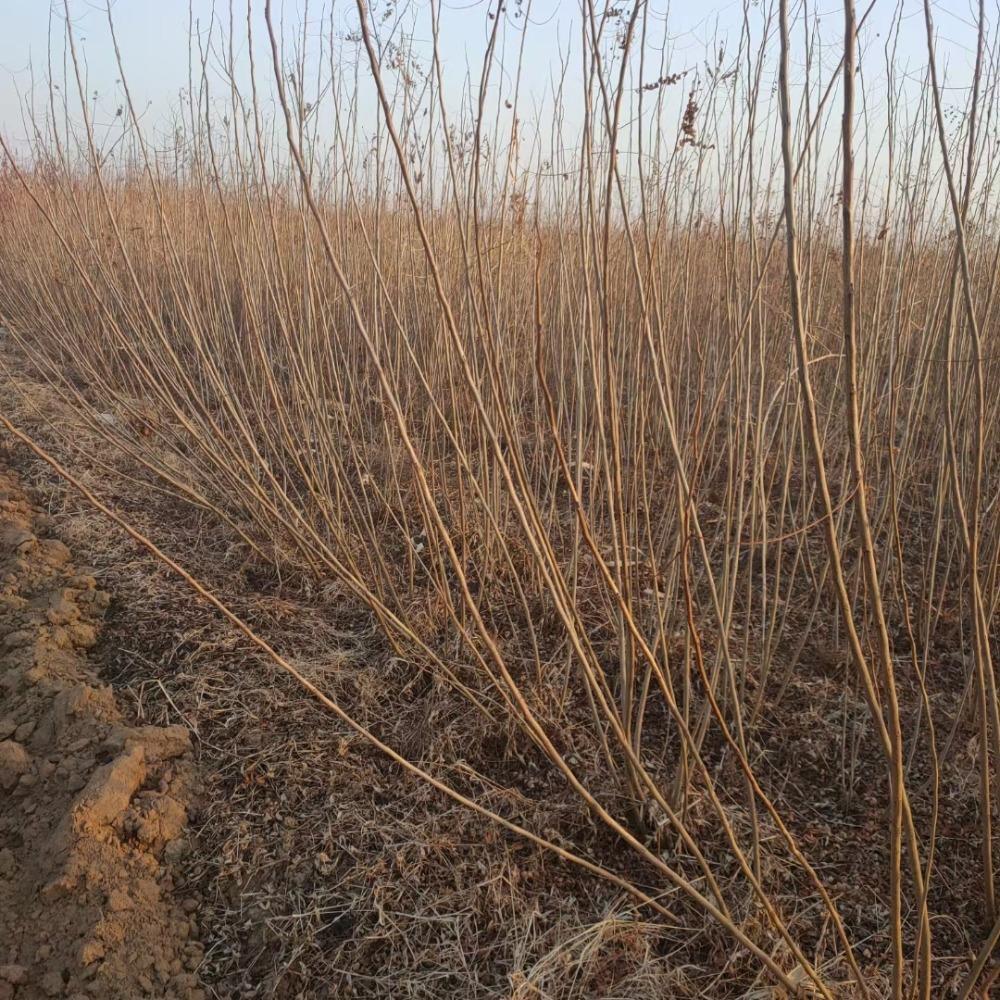紫穗槐小苗价格  防风固沙紫穗槐苗 防风固沙绿化苗木 彦涛苗圃