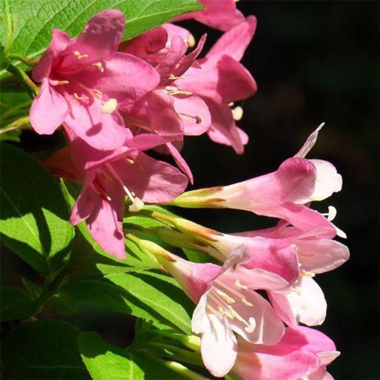 四季锦带价格 彦涛苗圃 四季锦带产地 5-10分枝 价格合理