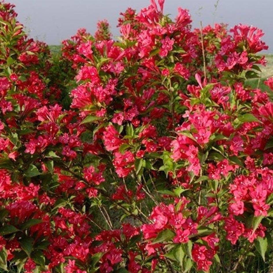  红王子锦带价格 庭院小区绿化 丛生开红花灌木 彦涛苗圃 100厘米