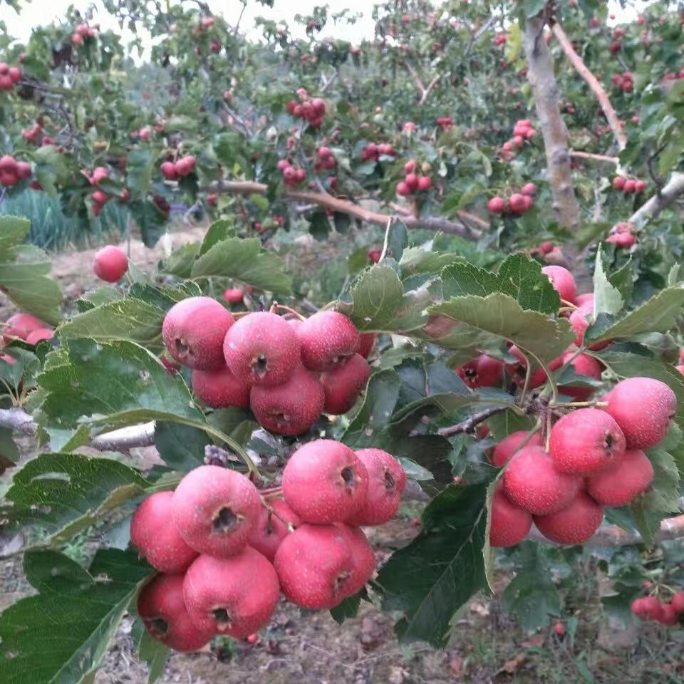彦涛苗圃 辽宁山楂树基地 常年供应 山楂树 山楂树苗价格