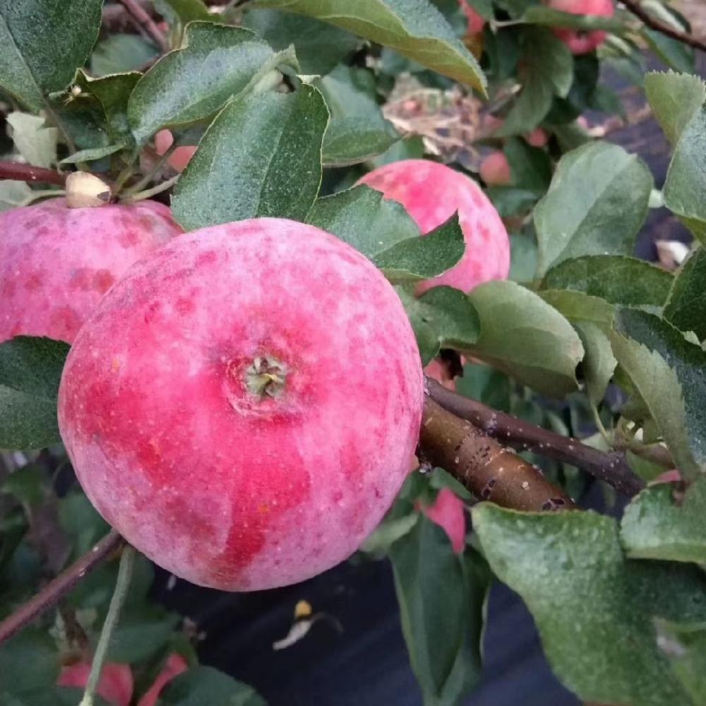 苹果树苗价格 彦涛苗圃 苹果树苗 234公分 