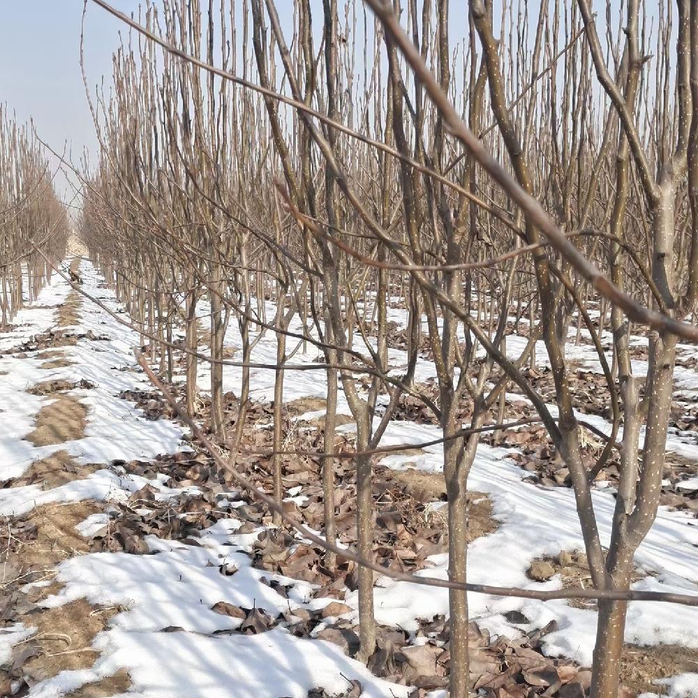 甘肃梨树树苗供应商 彦涛苗圃 2-3公分 梨树价格