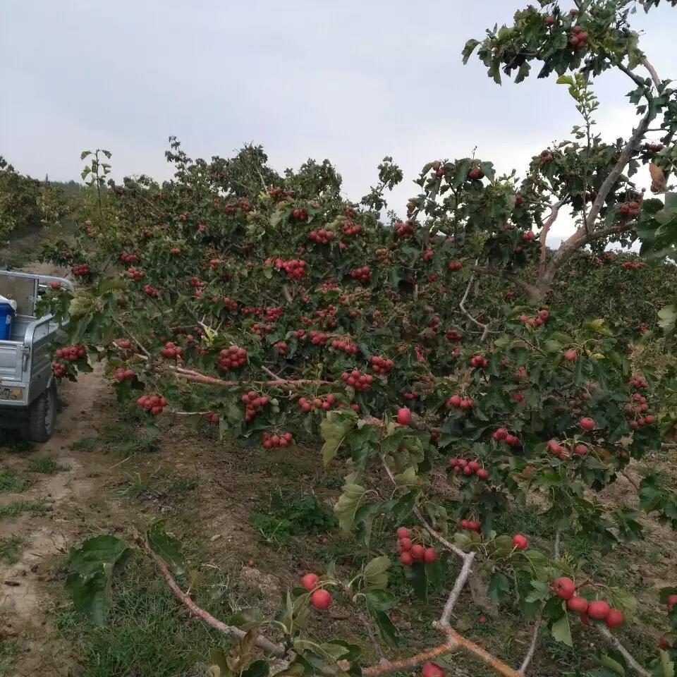 彦涛苗圃 辽宁山楂树基地 常年供应 山楂树 山楂树苗价格
