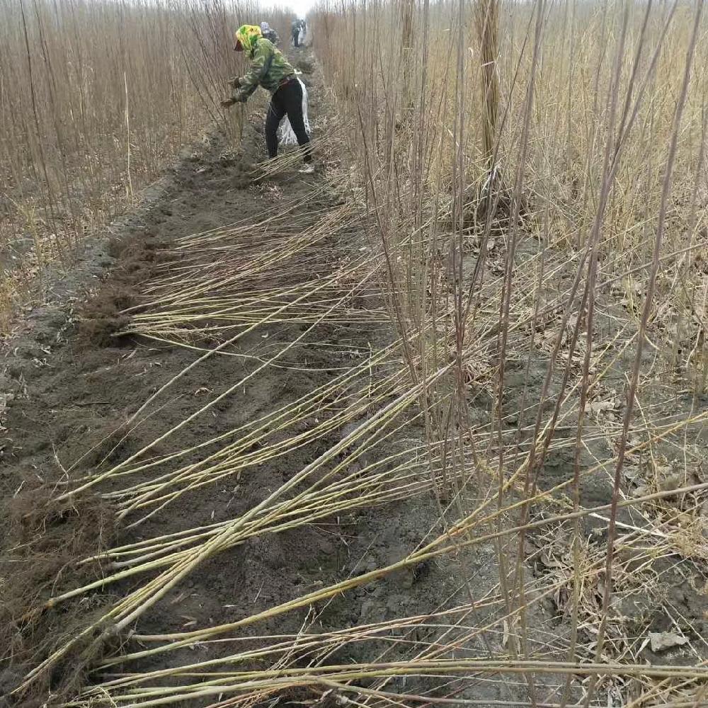 柳树苗 辽宁采购基地 柳树苗价格 柳树苗木价格 彦涛苗圃 