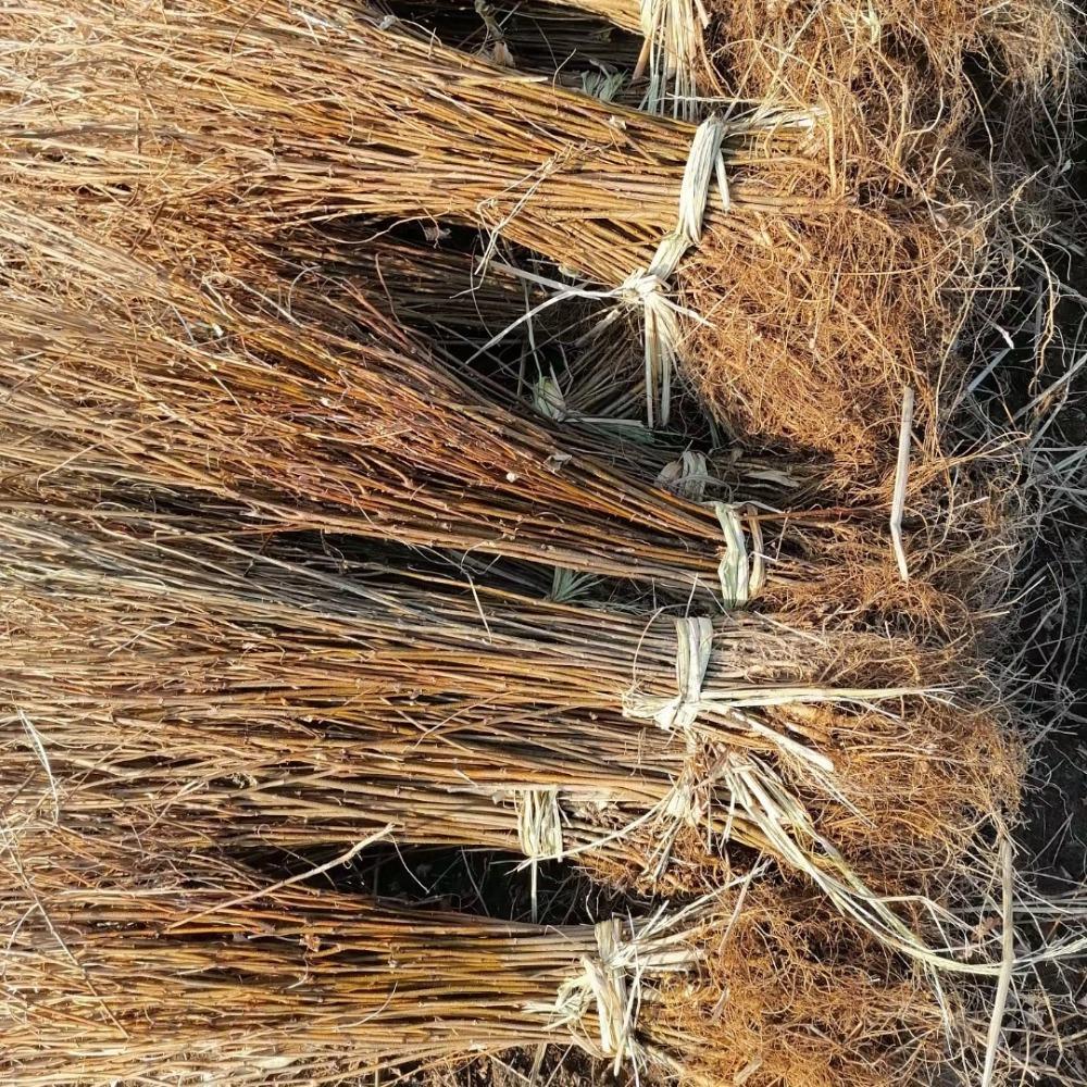 彦涛苗圃 刺槐苗 刺槐苗价格 刺槐树苗