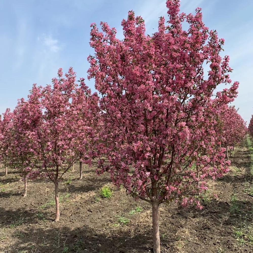 光辉海棠价格 彦涛苗圃 北美海棠树基地直销 绚丽海棠树苗工程苗批发