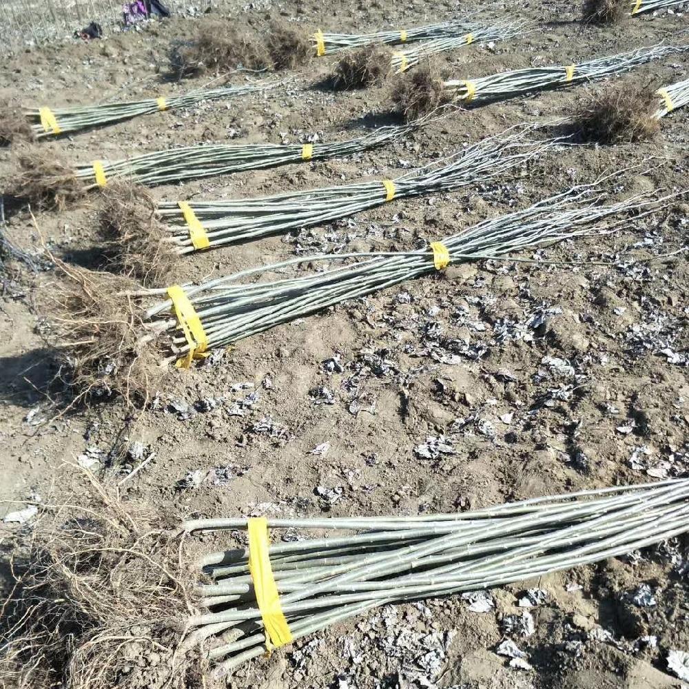  杨树苗价格 辽宁省杨树苗供应商 杨树小苗价格 彦涛苗圃