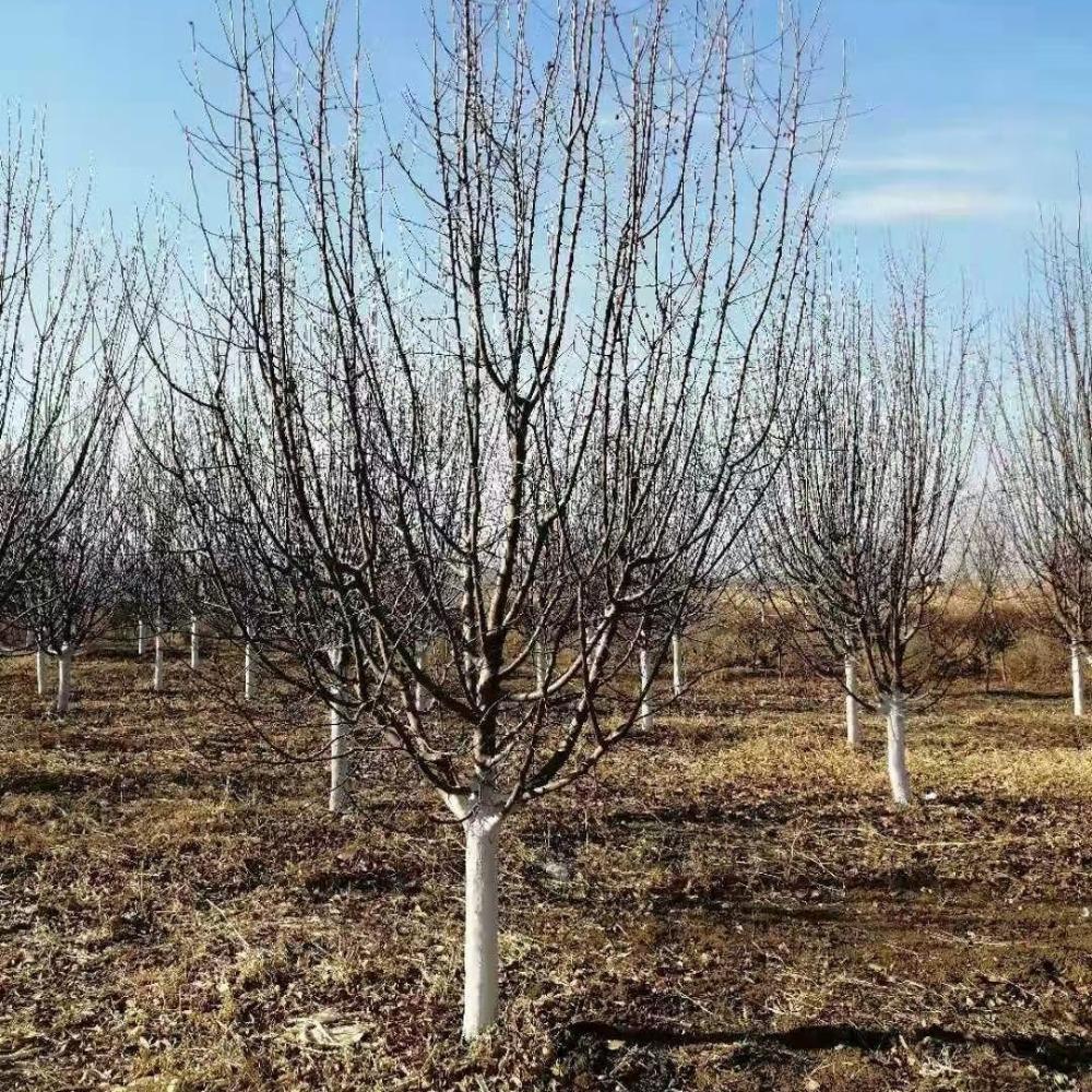 王族海棠价格  王族海棠树苗直供 海棠苗价格  王族海棠苗木 