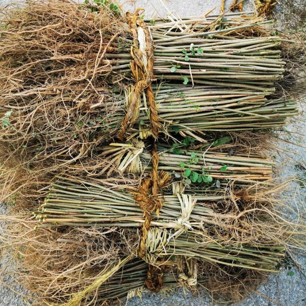 彦涛苗圃 刺槐苗 刺槐苗价格 刺槐树苗