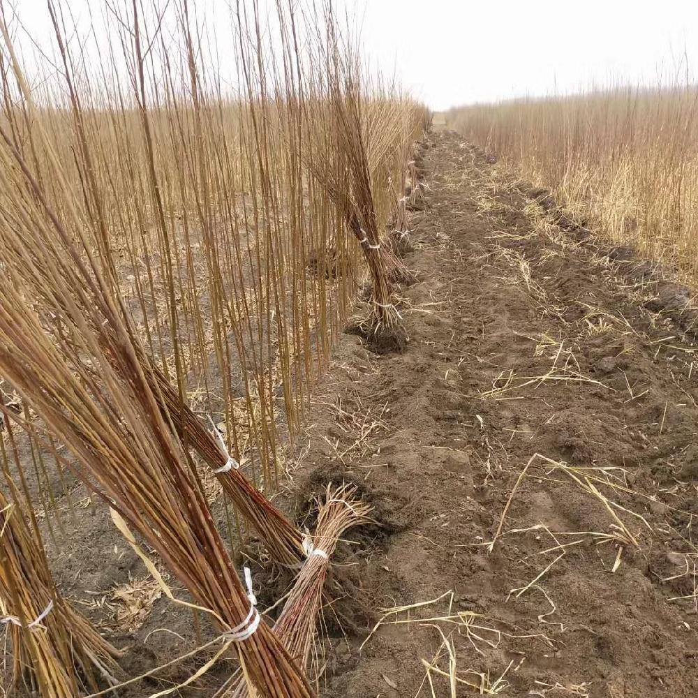 柳树苗 辽宁采购基地 柳树苗价格 柳树苗木价格 彦涛苗圃 