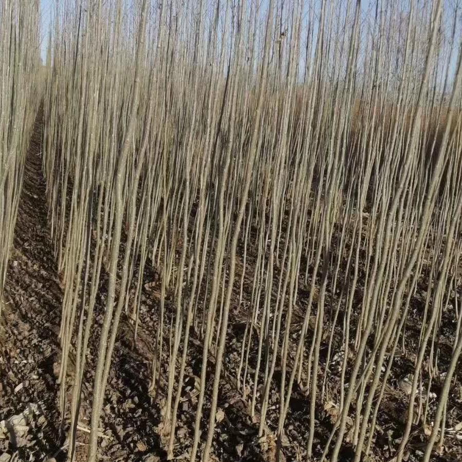  杨树苗价格 辽宁省杨树苗供应商 杨树小苗价格 彦涛苗圃