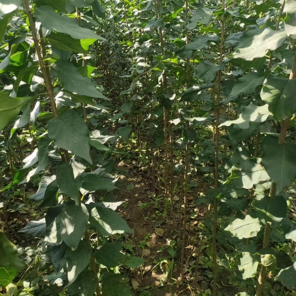 暴马丁香苗3-8公分直供 彦涛苗圃 暴马丁香价格 暴马丁香小苗价格