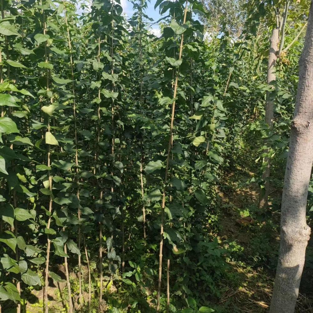 暴马丁香树苗 彦涛苗圃 暴马丁香树苗价格 暴马丁香345公分