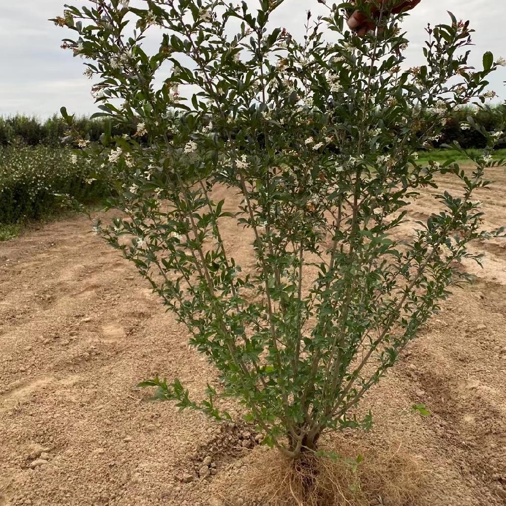 水蜡苗价格 水蜡杯苗 水蜡树苗 园林绿化色块苗 量大优惠