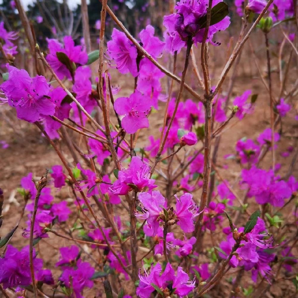 映山红价格 金达莱 映山红 兴安杜鹃苗 园林观花灌木 价格优惠