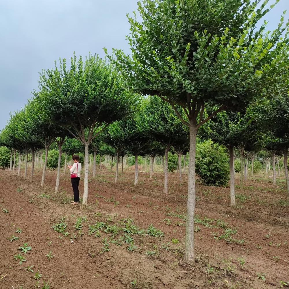 丝棉木 桃叶卫矛价格  卫矛 6-8公分  公路行道绿化乔木  彦涛苗圃