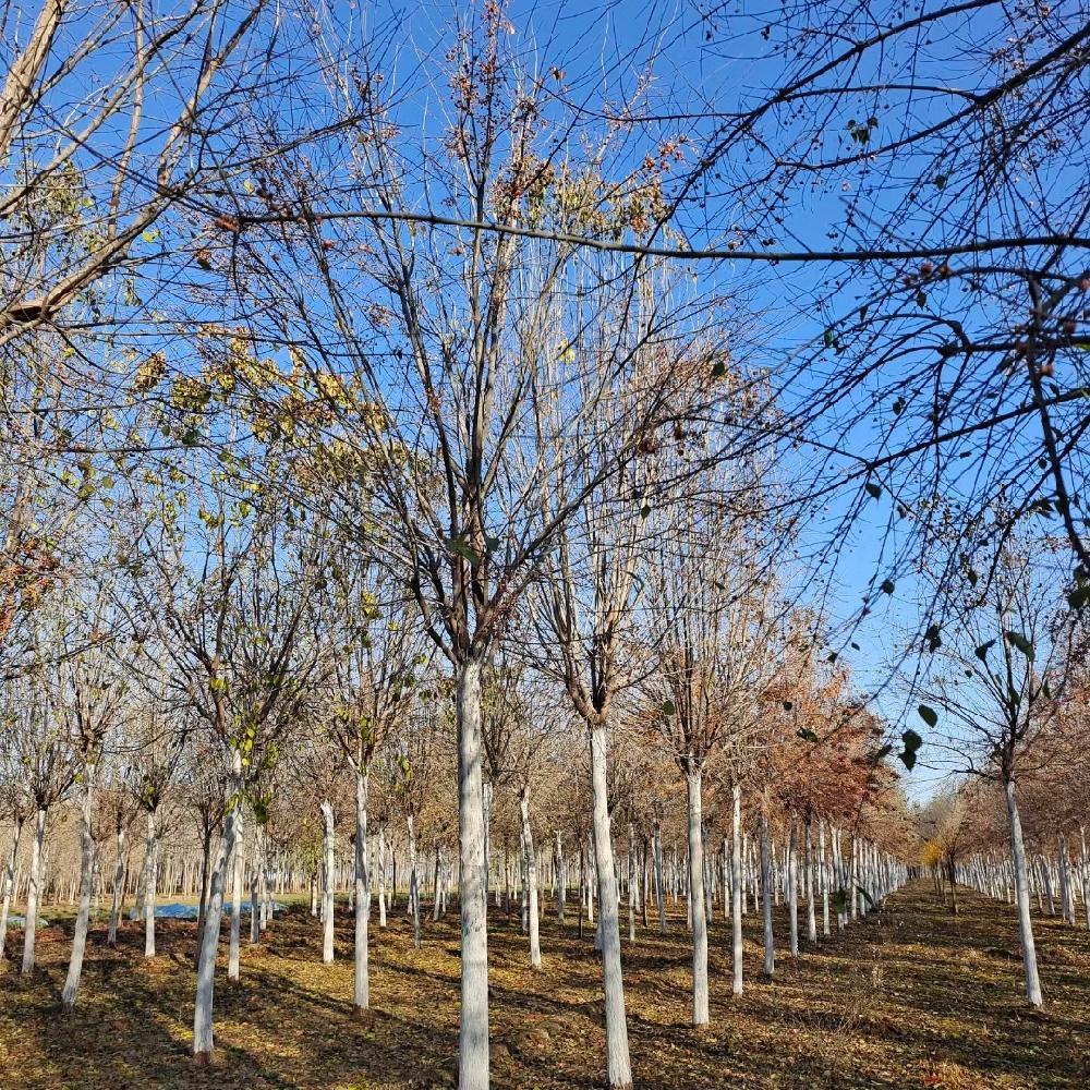  桃叶卫矛 卫矛价格  6-8公分 绿化工程乔木  彦涛苗圃