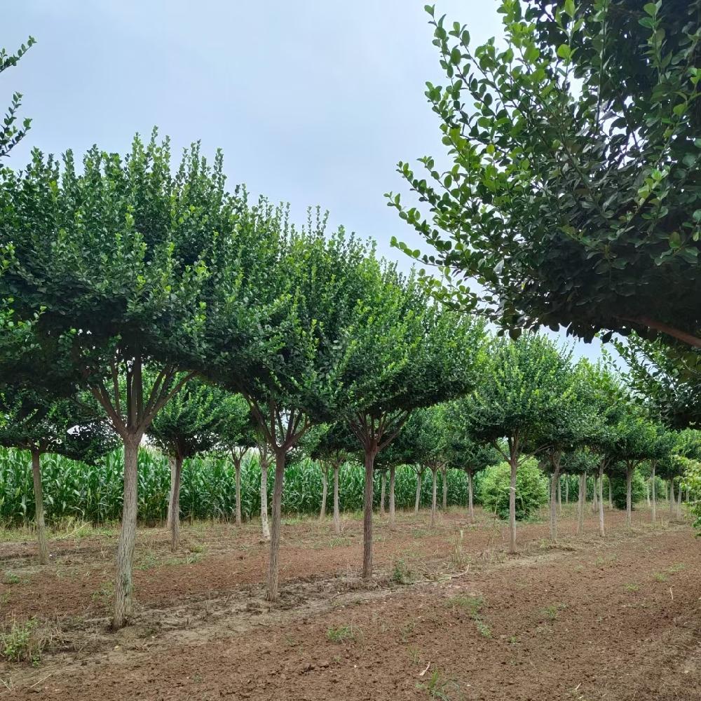  桃叶卫矛 卫矛价格  6-8公分 绿化工程乔木  彦涛苗圃