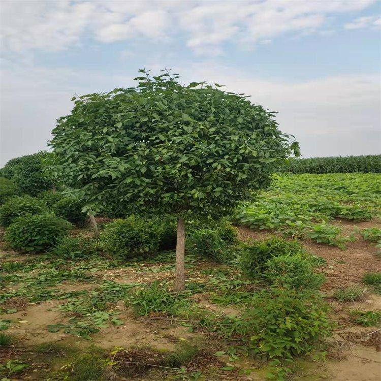 丝棉木 桃叶卫矛价格  卫矛 6-8公分  公路行道绿化乔木  彦涛苗圃