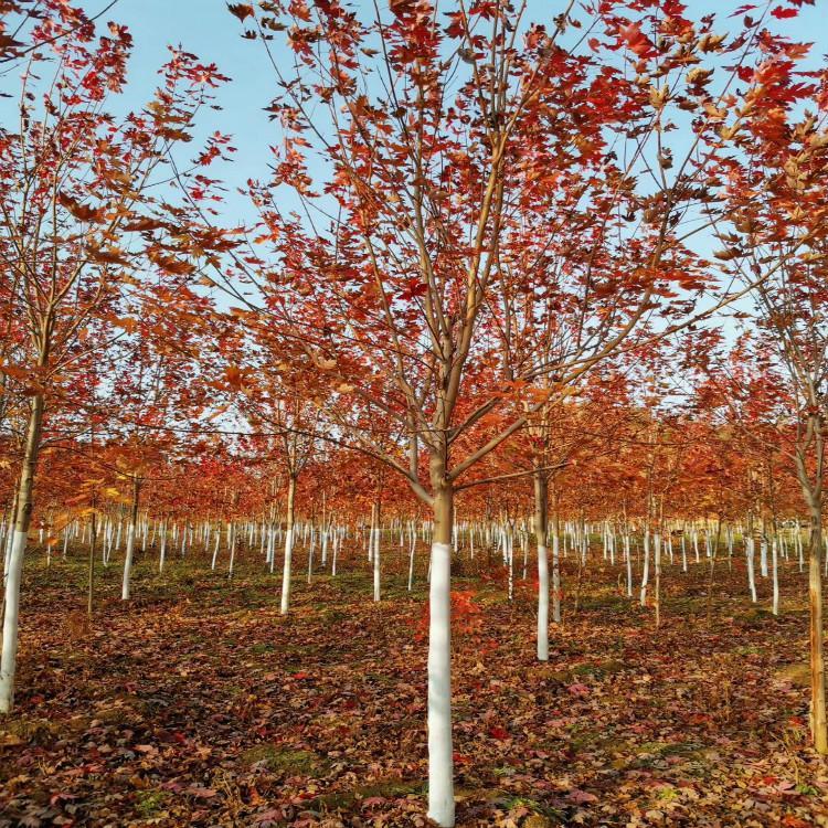 东北耐寒美国红枫树种植基地 胸径3至12公分 美国红枫价格 彦涛苗圃 
