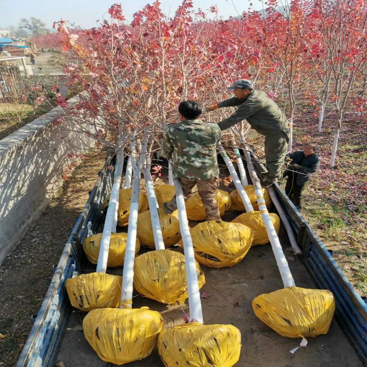 东北耐寒美国红枫树种植基地 胸径3至12公分 美国红枫价格 彦涛苗圃 