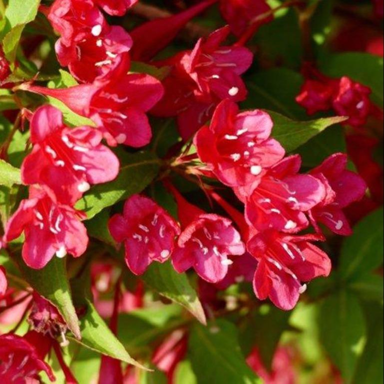 红王子锦带 彦涛苗圃   红王子锦带平批发价格 观赏植物 花色鲜艳 苗圃直销